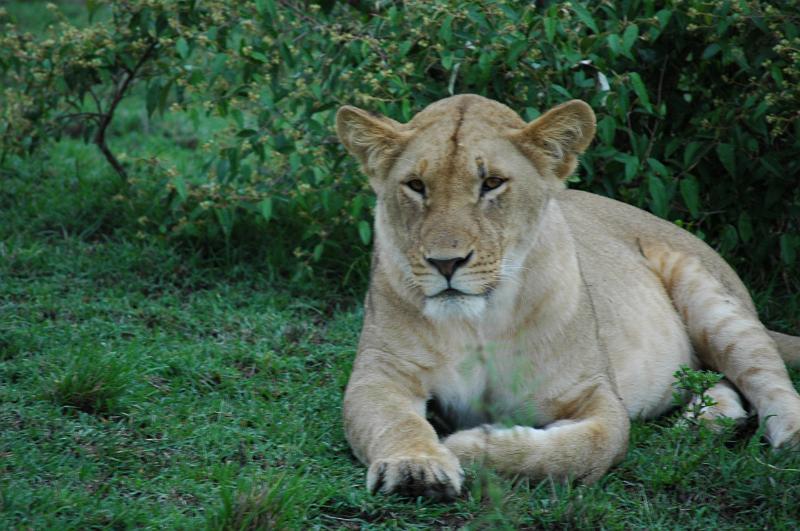 Content Lioness.JPG